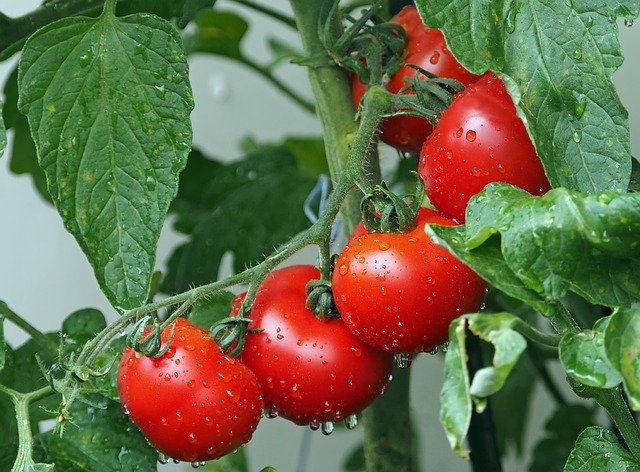 Poznaj techniki przechowywania pomidorów przez dłuższy okres