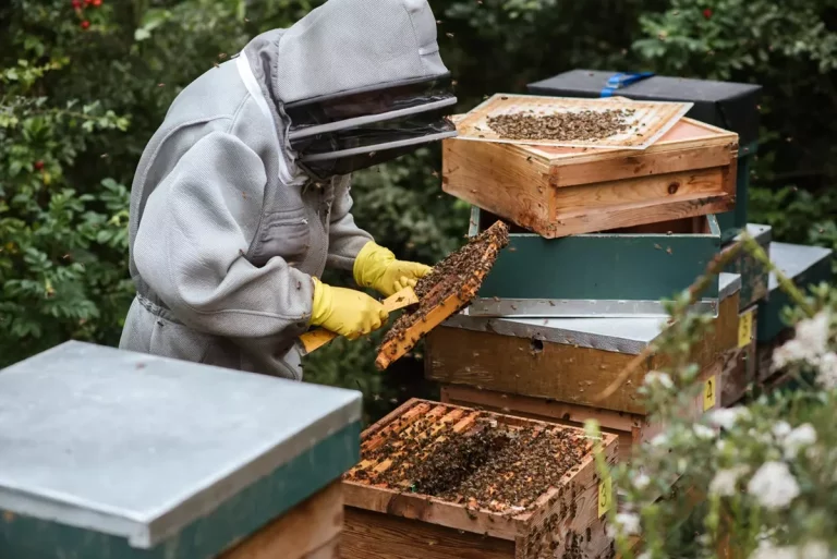 Czy wiesz, dlaczego warto wybierać tylko 100% prawdziwy miód od pszczelarza?